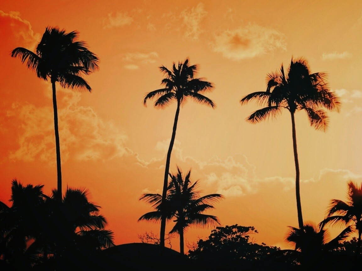 Пальмы на закате обои