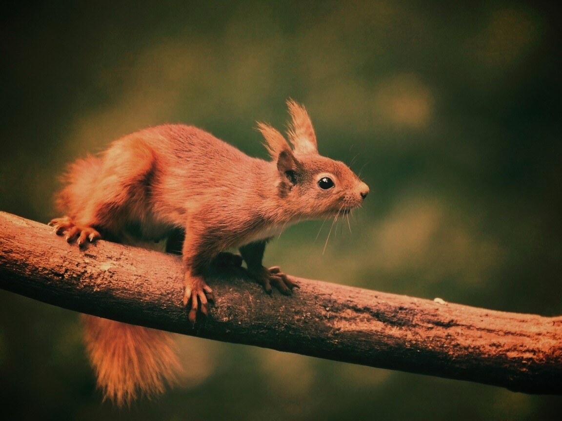 Белочка на ветке обои