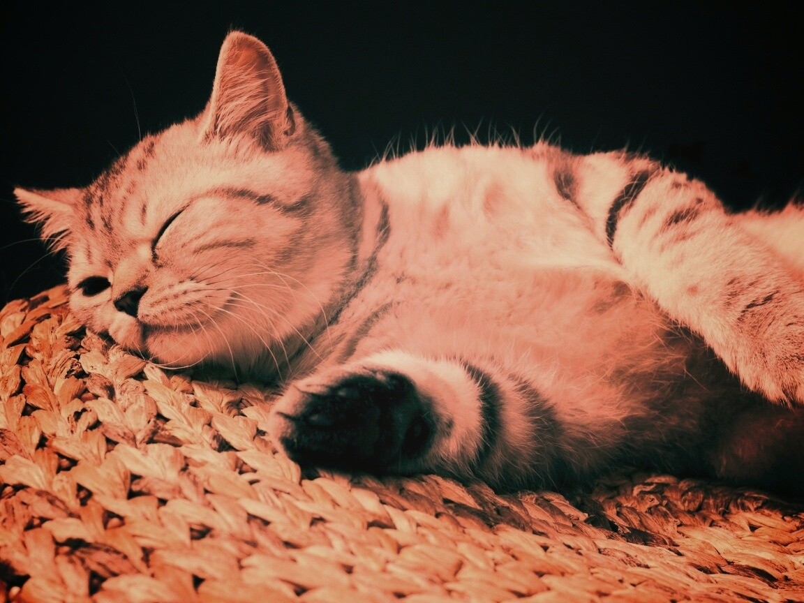 Пушистый кот спит на корзине обои