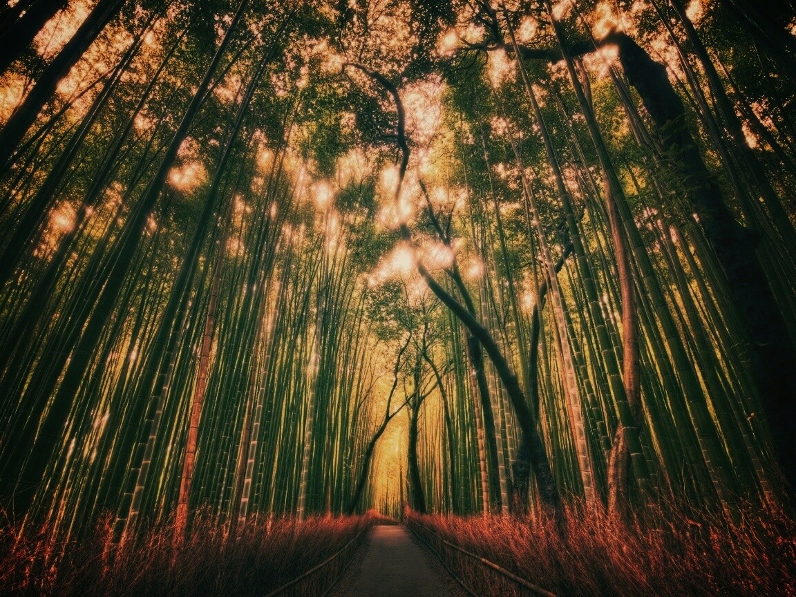 Дорога в тростниковых зарослях обои