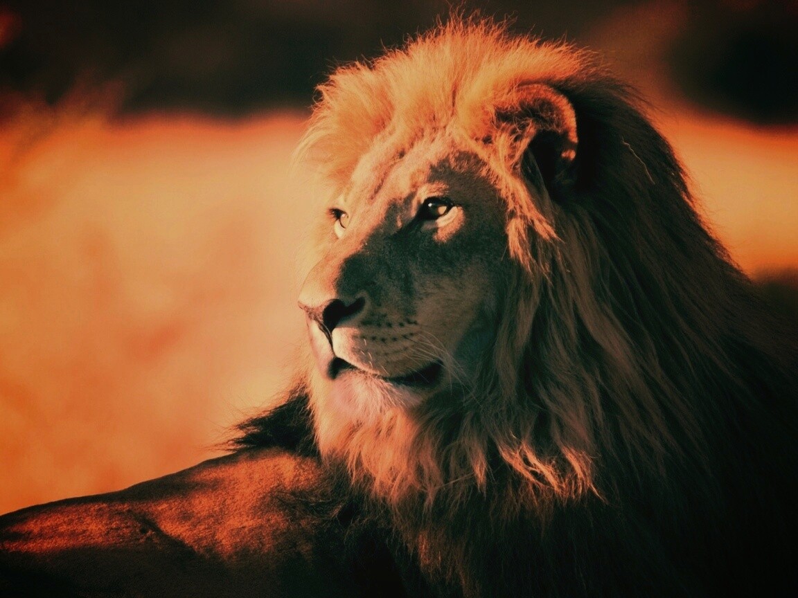 Царь зверей обои