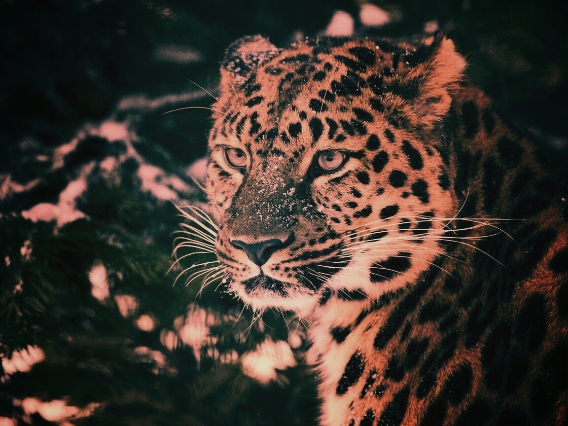 Леопард у заснеженной ели обои