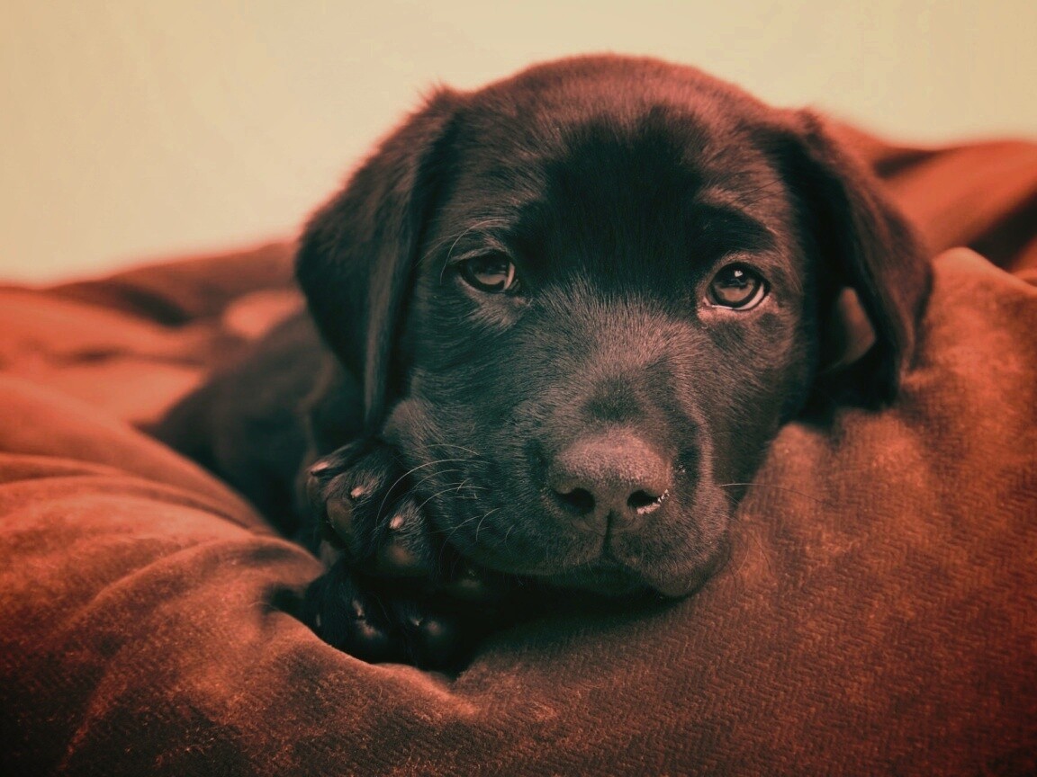 Сонный щенок немецкого поинтера обои