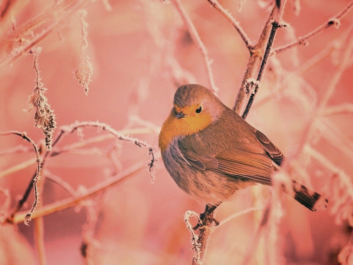 Птичка на ветке обои