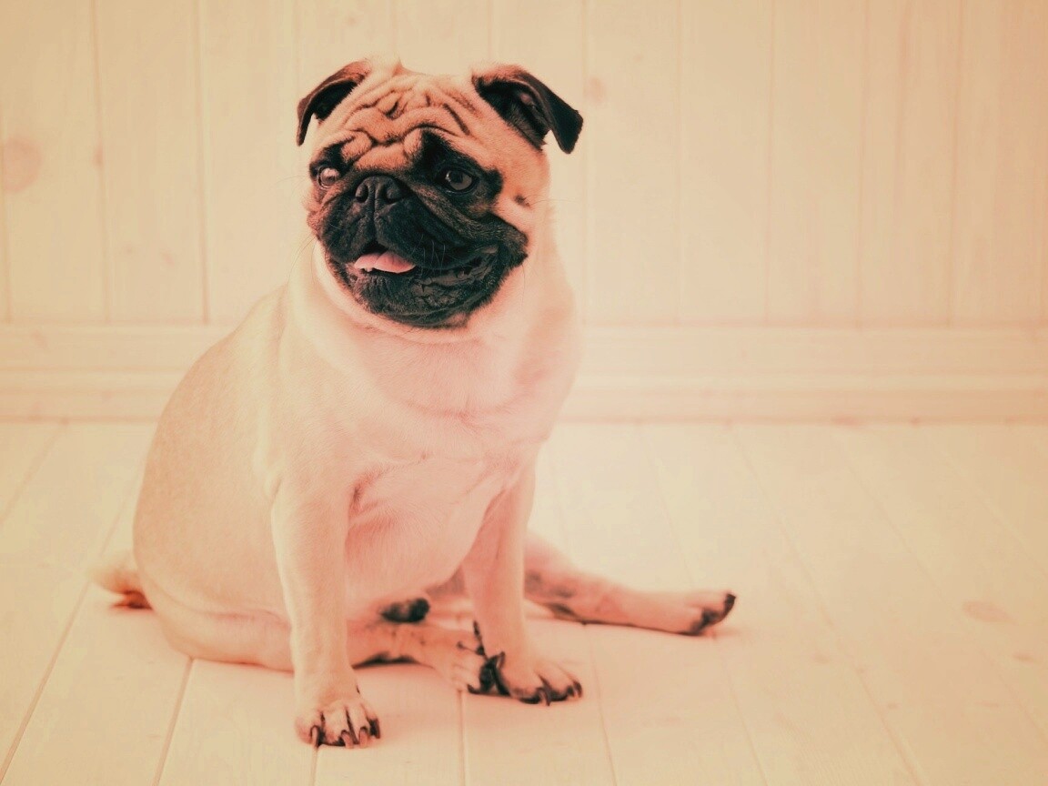 Симпатичный мопс на полу обои