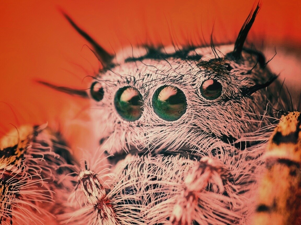 Паук в макро обои