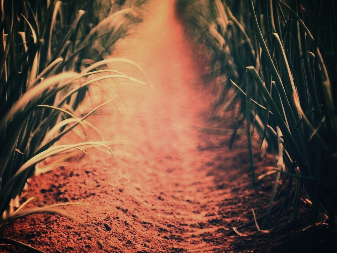 Тропинка в траве обои