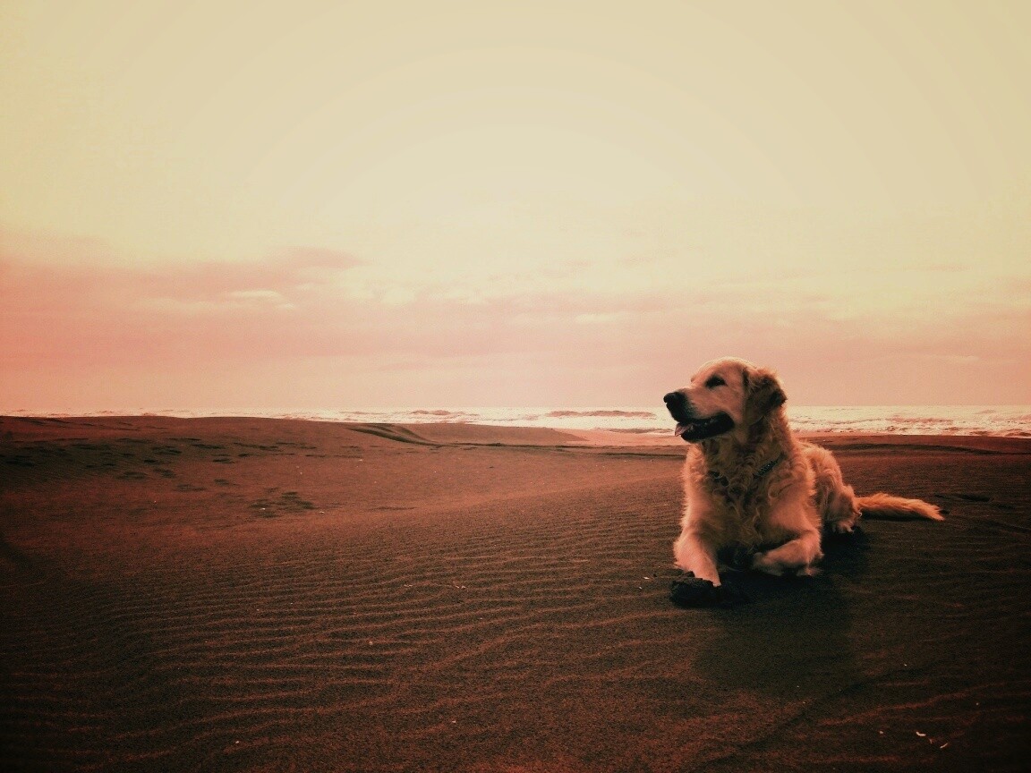 Красивая собака на оранжевом песке обои