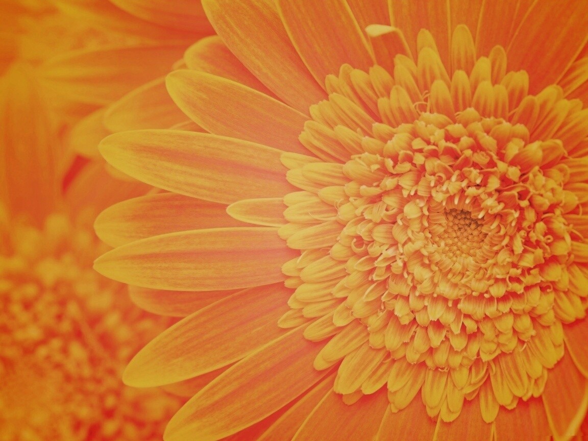 Большой оранжевый гербер обои