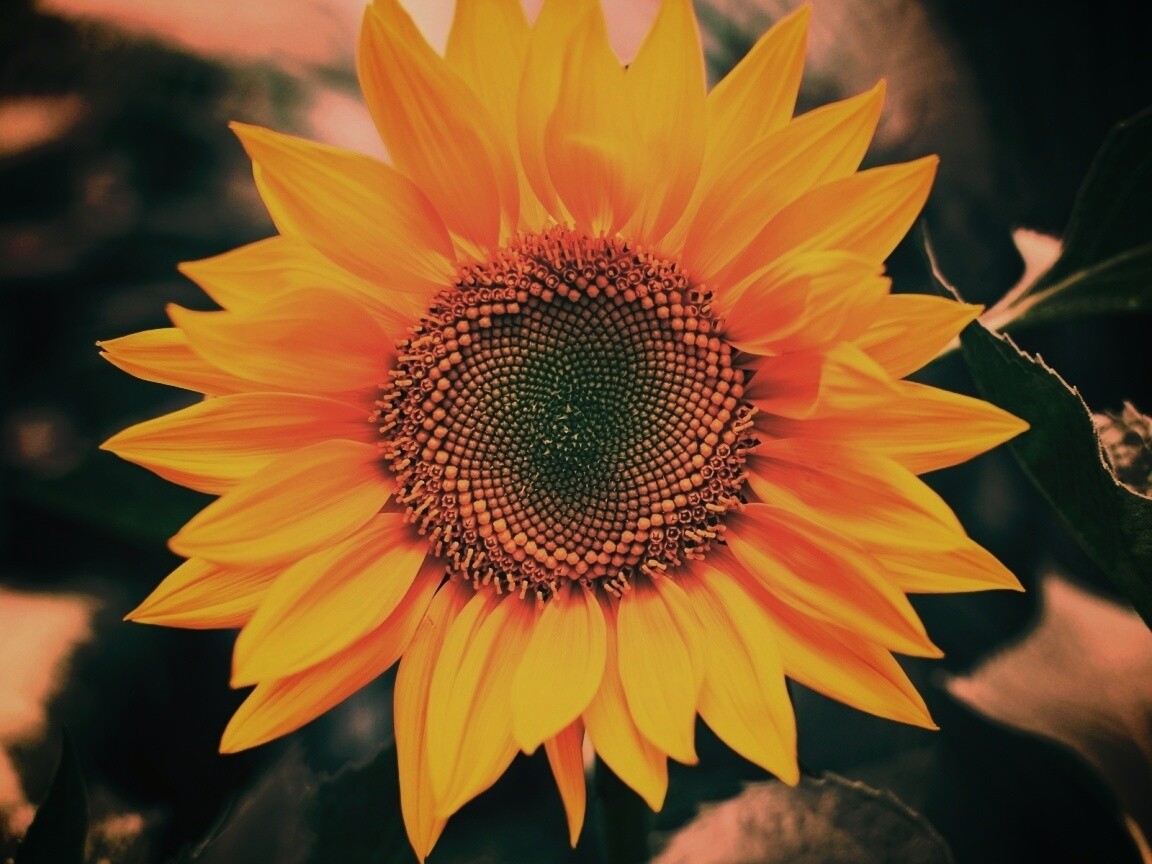 Подсолнух на поле обои