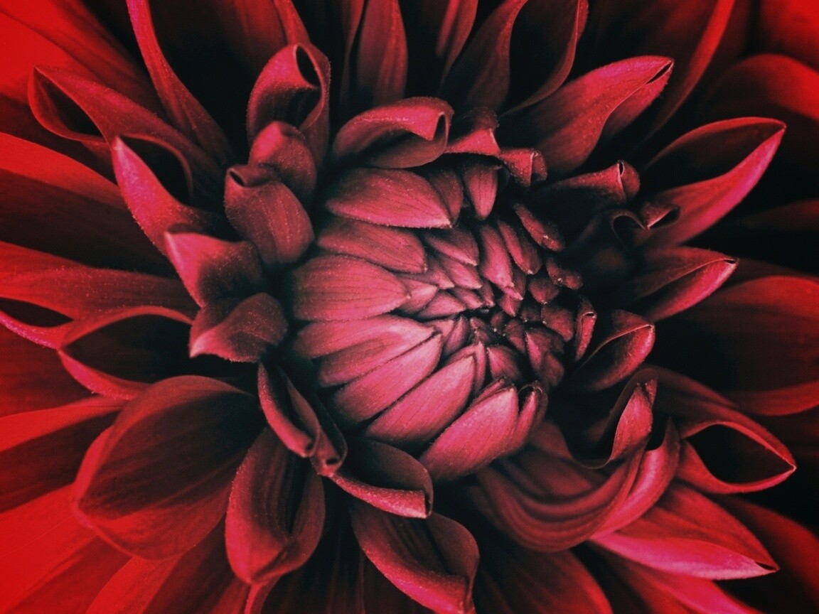 Цветок обои