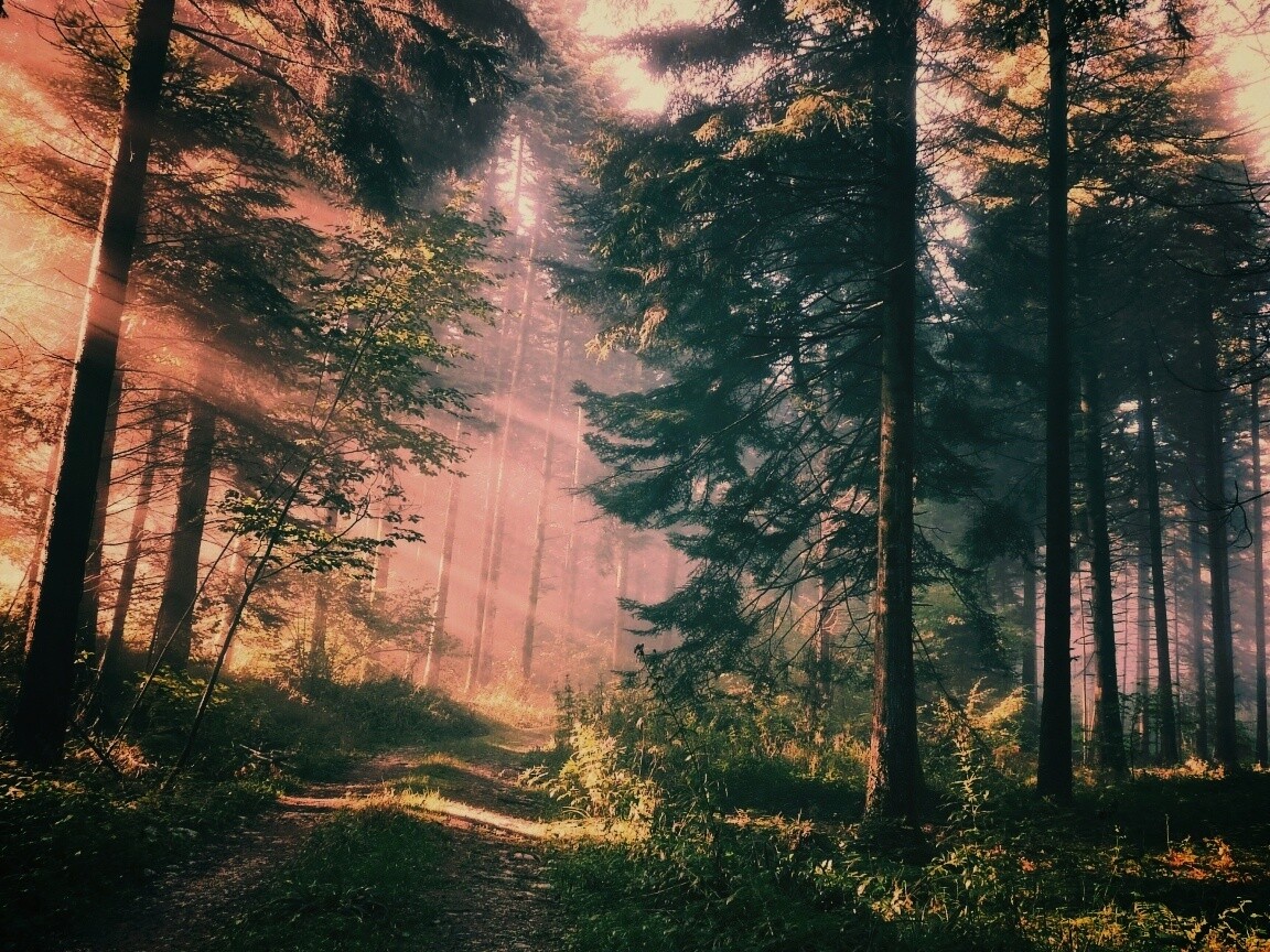 Тропа в лесу обои