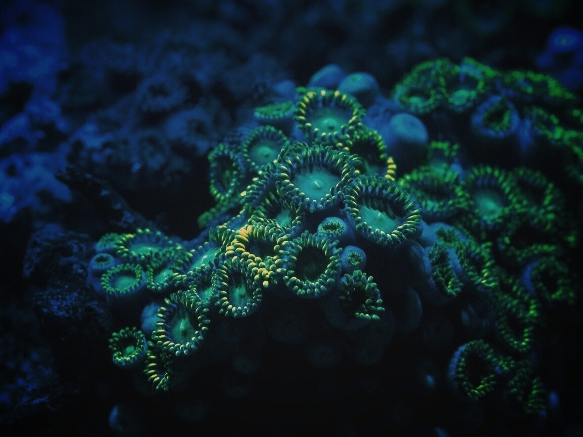 Морское дно обои