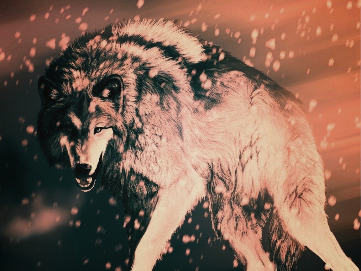 Охота на волка обои