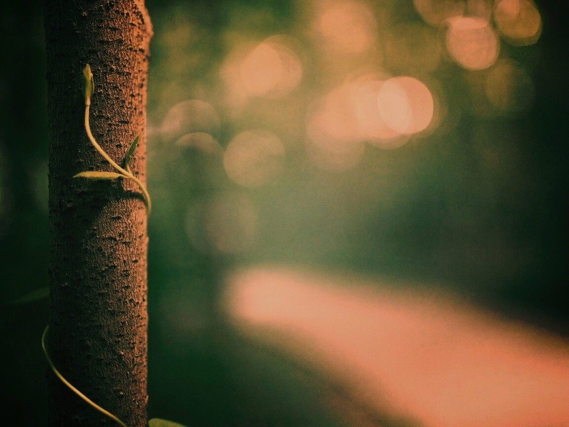 Стебелек на стволе деревца обои