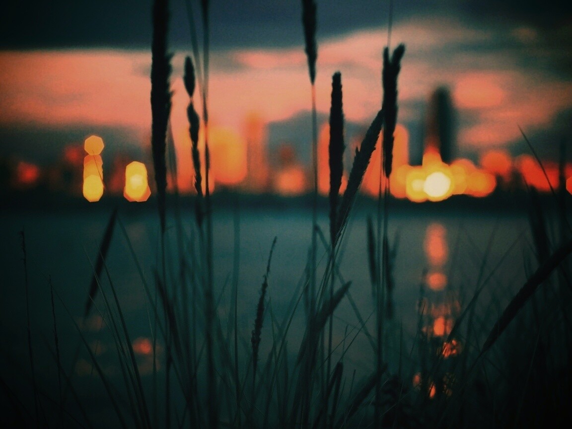 Камыш на фоне вечерних огней обои