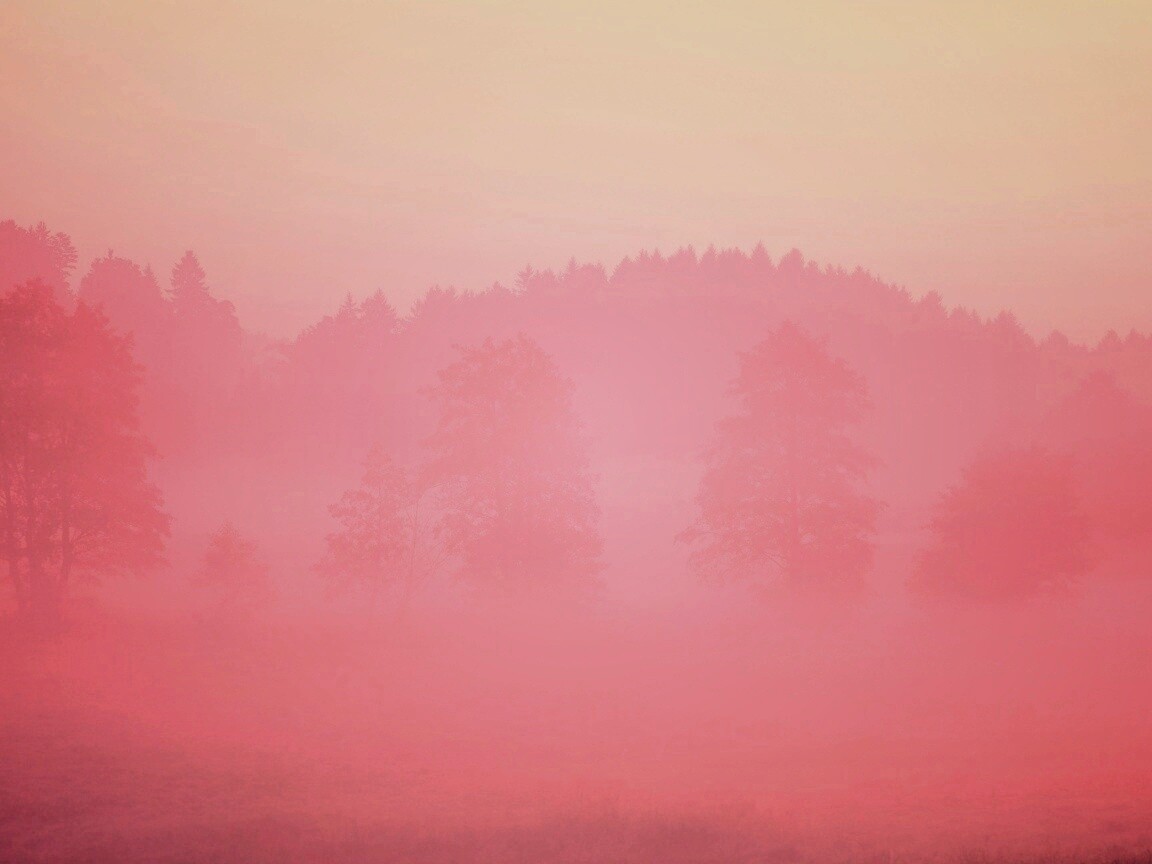 Розовый лес обои