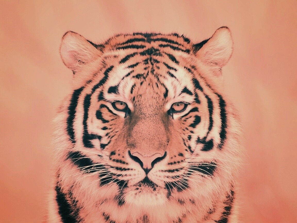 Красавец тигр обои