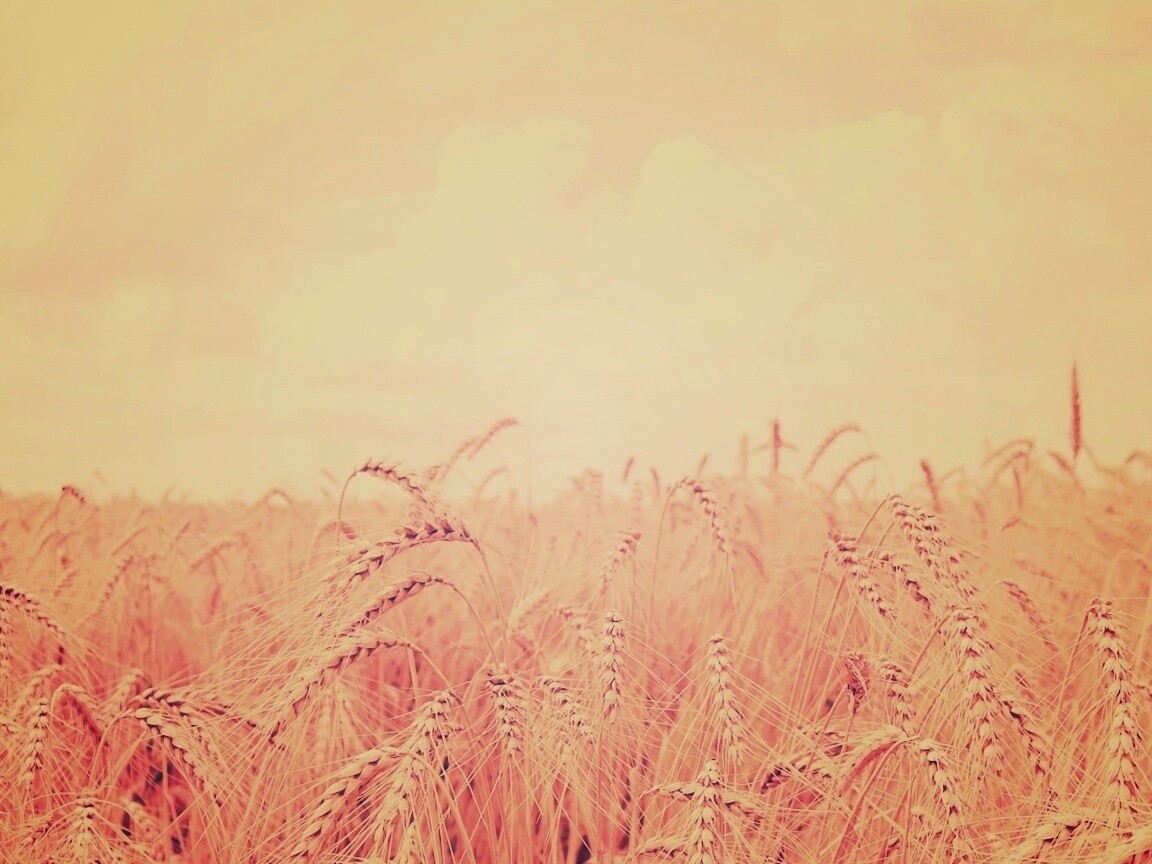 Поле колосьев обои