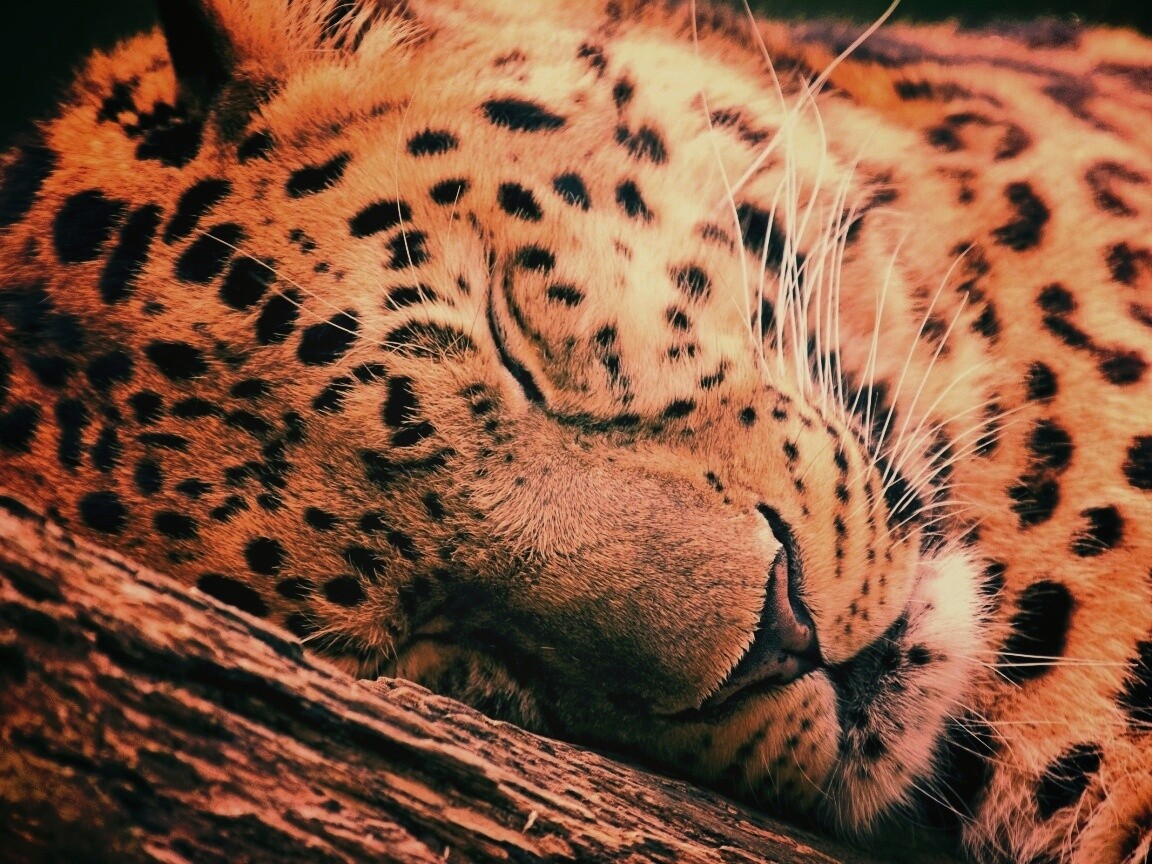 Спящий хищник обои