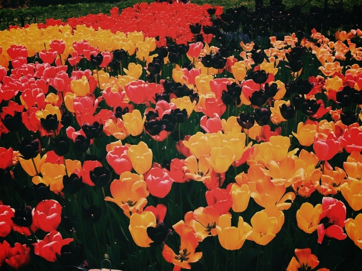 Поле тюльпанов обои