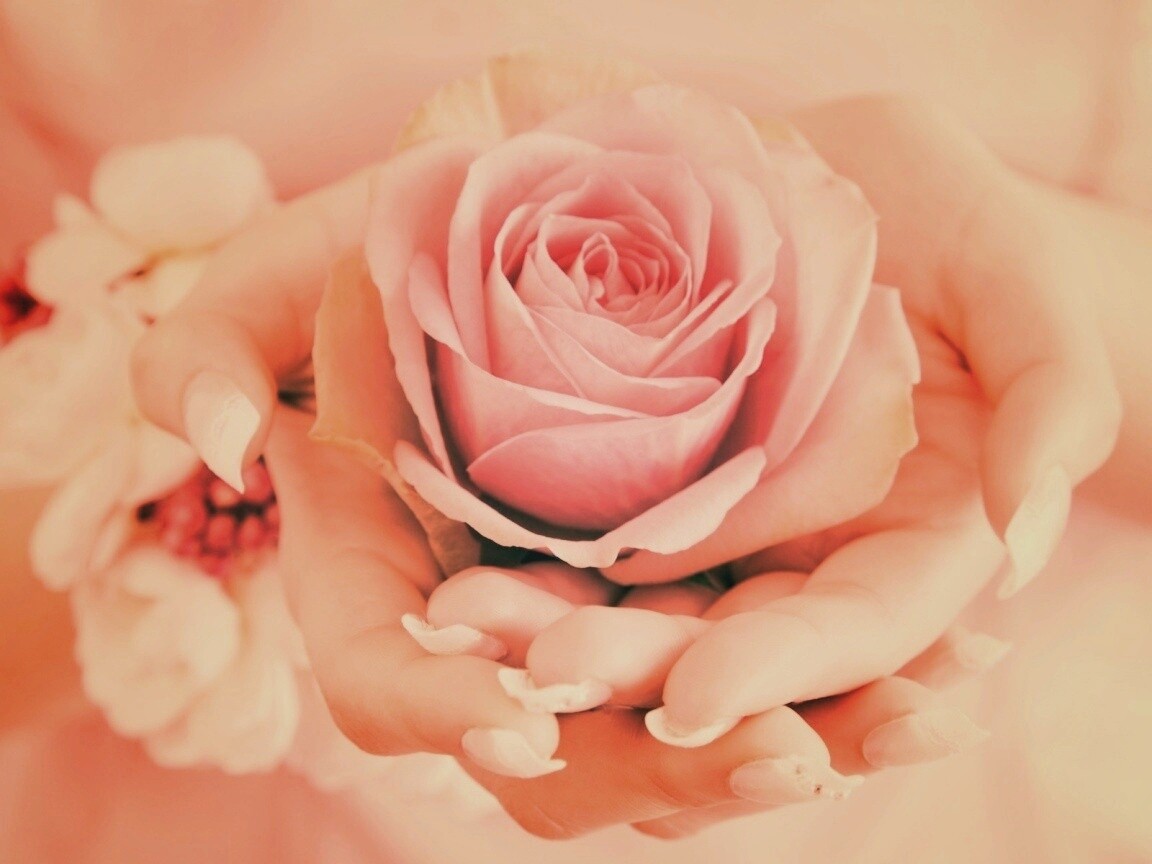 Роза в женских руках обои