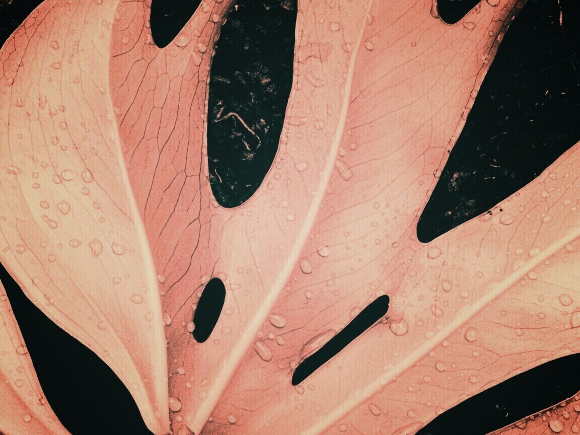 Белый лист обои