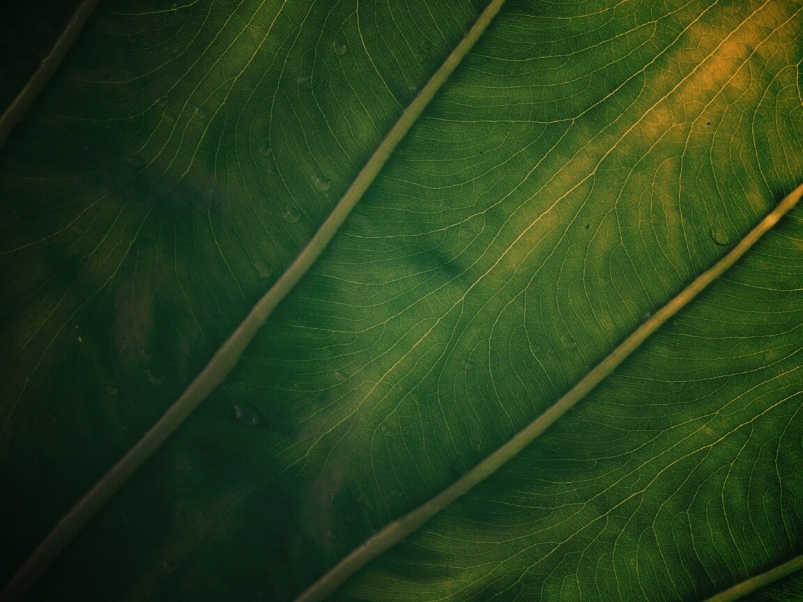Прожилки на листе обои