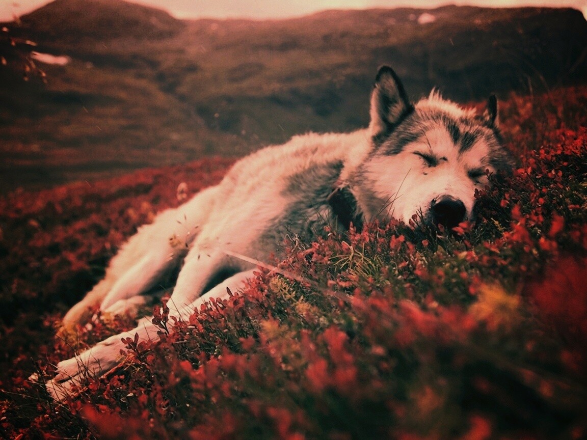 Лапа в цветах обои