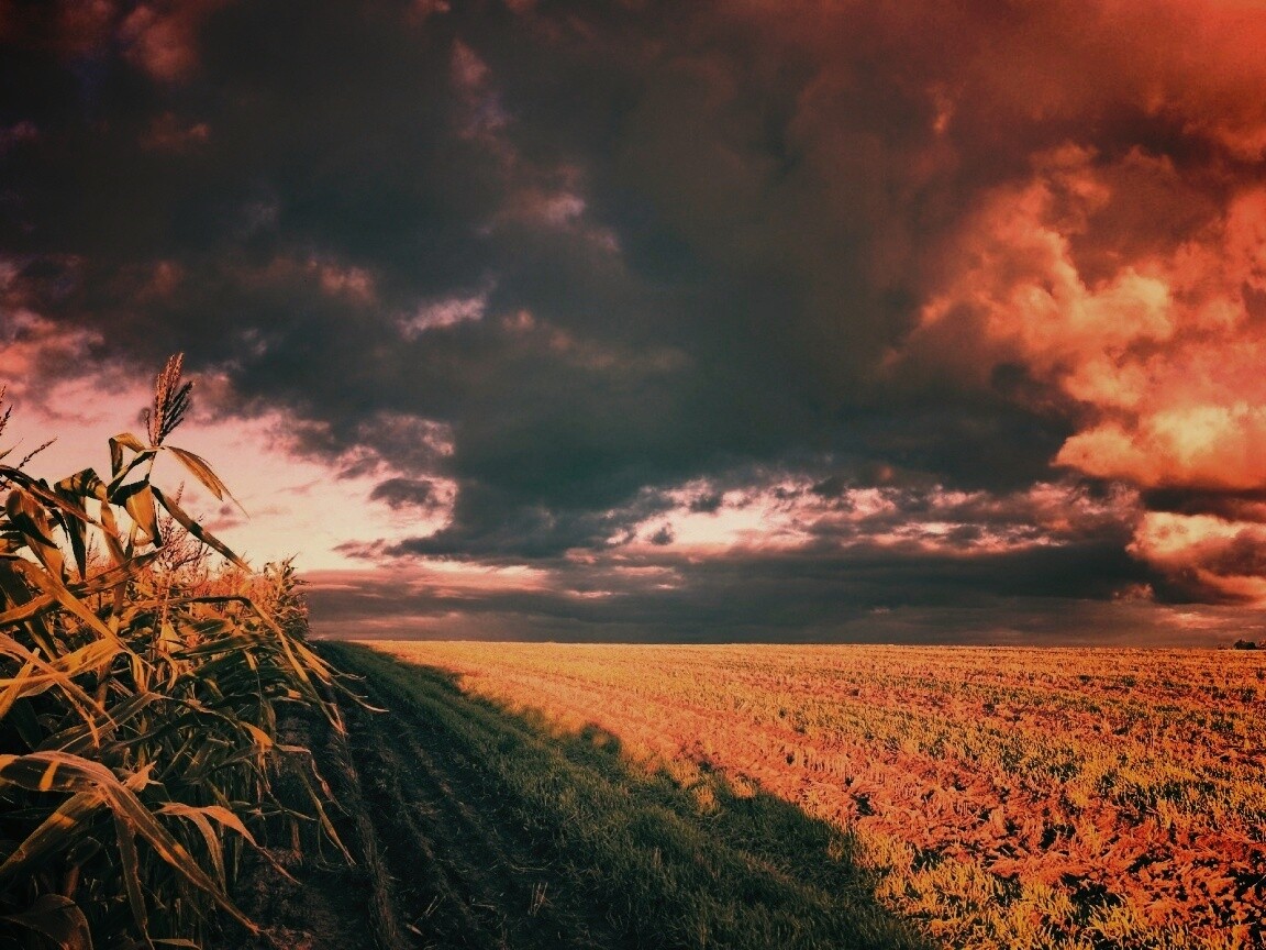 Кукурузное поле обои