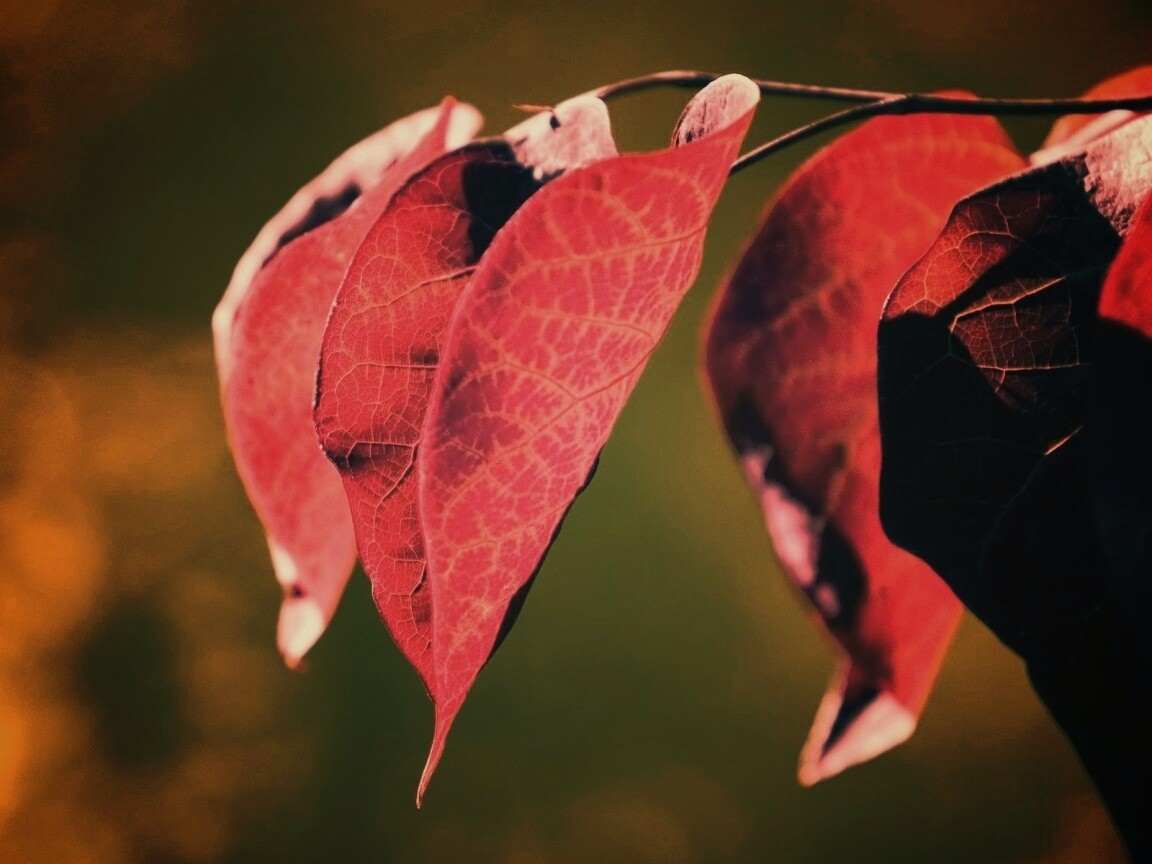 Ветка красных листьев обои