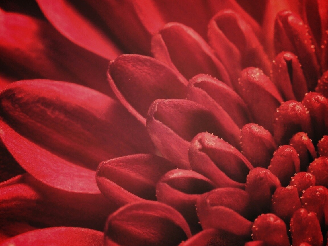 Лепестки хризантемы обои