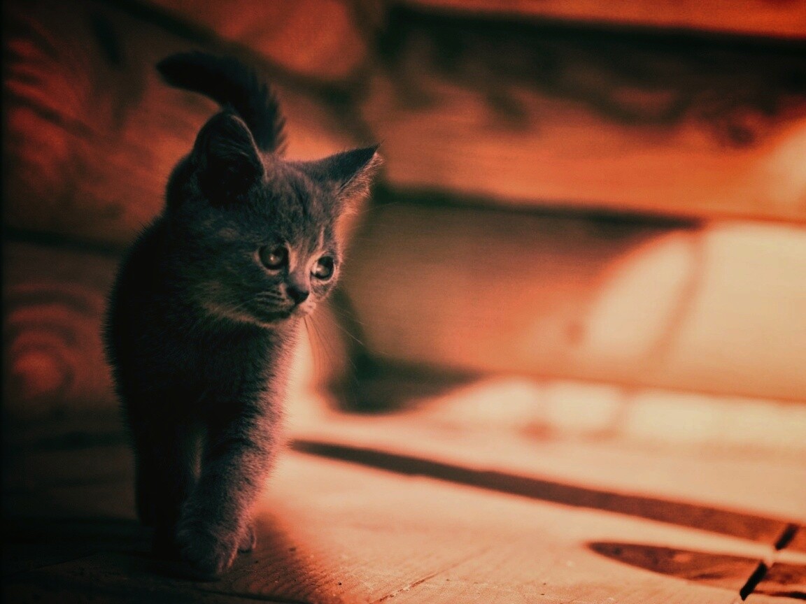 Маленький дымчатый котенок обои