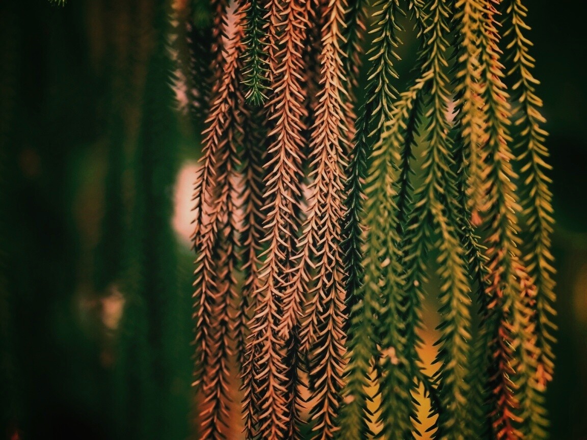 Зеленые колючки обои