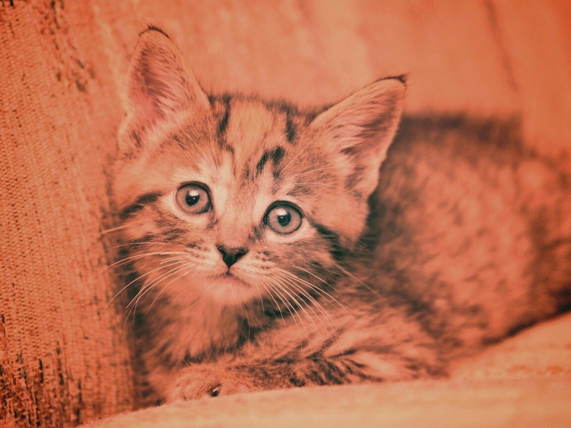 Милый маленький котенок обои
