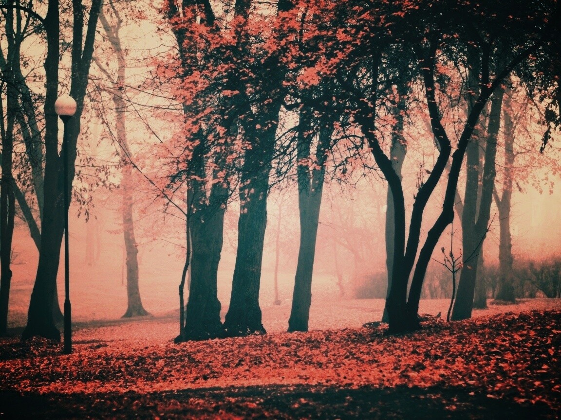 Парк красных листьев обои