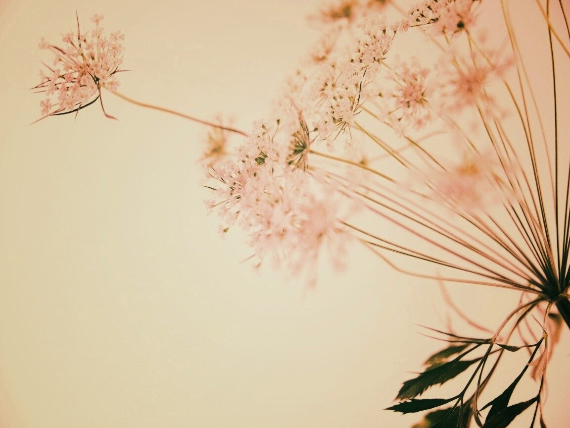 Цветы в макро обои