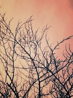 Ветвистое дерево обои