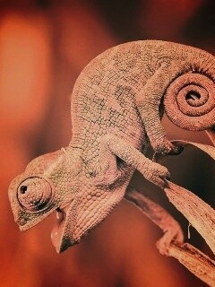 Хамелеон обои