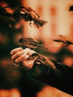 Доверие птичек обои