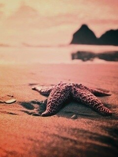 Морская звезда обои