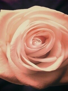 Белая роза обои