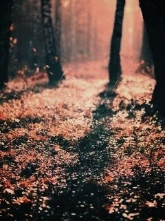 Лесная земля обои