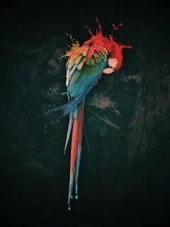 Попугай обои