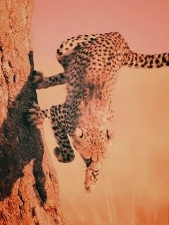 Скалолаз обои