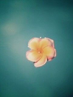 Цветок обои