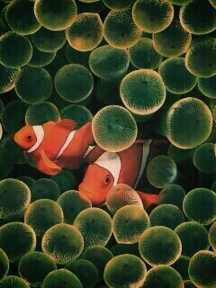 Рыбка клоун стандартные обои iPhone обои