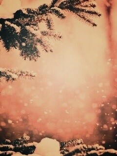 Еловые лапы в снегу обои