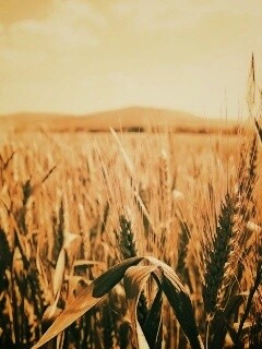 В полях обои