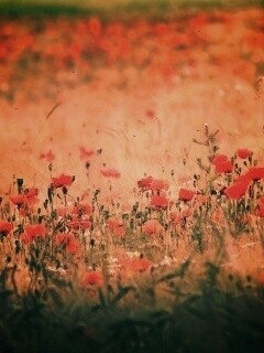 Маковое поле обои
